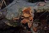 Phaeotremella frondosa image