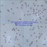 Pluteus nanus image