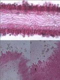 Pluteus nanus image