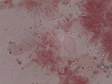 Pluteus nanus image