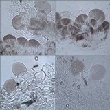 Pluteus nanus image