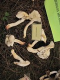 Hygrocybe virginea var. virginea image