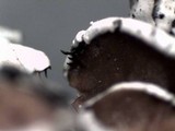 Parmelina coleae image