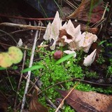 Abortiporus biennis image