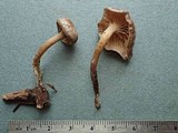 Rhodocybe hirneola image