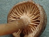 Rhodocybe hirneola image