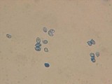 Rhodocybe hirneola image
