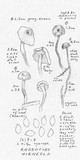 Rhodocybe hirneola image