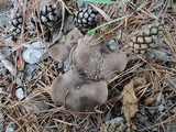 Tricholoma terreum image