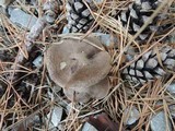 Tricholoma terreum image