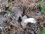 Tricholoma terreum image