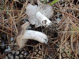 Tricholoma terreum image