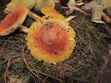 Amanita yema image