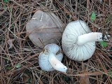 Tricholoma terreum image