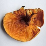 Tapinella atrotomentosa image