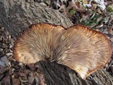 Lentinellus ursinus image