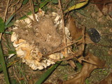 Sparassis spathulata image