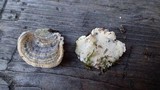 Trametes hirsuta image