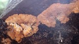 Phlebia radiata image