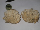 Sparassis spathulata image
