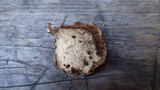 Polyporus leptocephalus image