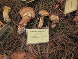 Tricholoma mesoamericanum image