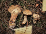 Tricholoma mesoamericanum image