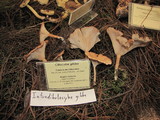 Clitocybe gibba image