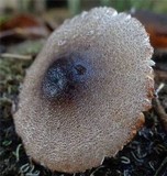 Lepiota besseyi image