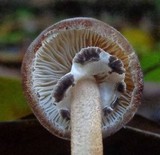 Lepiota besseyi image