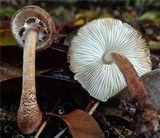 Lepiota besseyi image