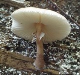 Lepiota besseyi image