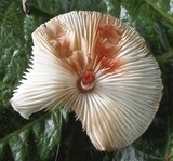 Lepiota besseyi image