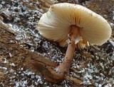 Lepiota besseyi image