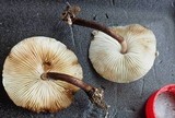 Lepiota besseyi image