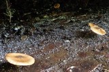 Lepiota besseyi image