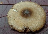 Lepiota besseyi image