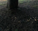 Clitocybe fragrans image