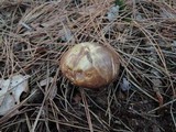 Suillus luteus image