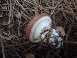 Suillus luteus image