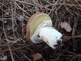 Suillus luteus image