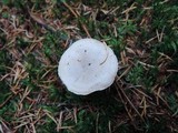 Hygrophorus pustulatus image