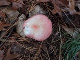Russula silvicola image