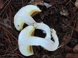 Suillus luteus image