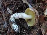 Suillus luteus image