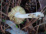 Tricholoma argyraceum image