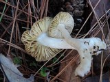 Tricholoma argyraceum image