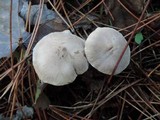 Tricholoma argyraceum image