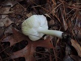 Tricholoma marquettense image