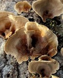 Stereum gausapatum image